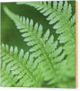 Roan Mountain Fern #1 Wood Print