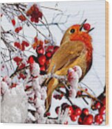 Robin And Berries In Snow Wood Print