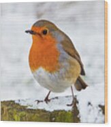 Robin Redbreast In The Snow, England Wood Print