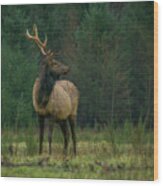 Rocky Mountain Elk Looking Back At Herd Wood Print