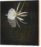 Rocky Shoals Spider Lily Wood Print
