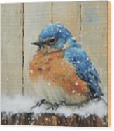Roly Poly Bluebird Wood Print