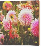 Romantic Pink Dahlia Garden Wood Print