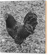 Rooster Bw Wood Print