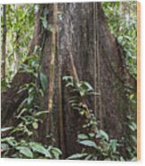 Root Of A Tree, Tropical Rainforest, Borneo, Malaysia Wood Print