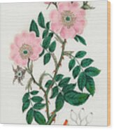 Rosa Canina - Dog Rose - Medical Botany - Vintage Botanical Illustration - Plants And Herbs Wood Print