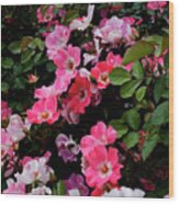 Rose Bushes Full Of Roses In Full Bloom. Wood Print