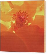 Rose Yellow Orange 4 - Floral Photography - Roses As Art Wood Print
