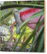 Roseate Spoonbill And Chicks Wood Print