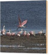 Roseate Spoonbills Gather Together 4 Wood Print