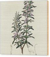 Rosmarinus Officinalis - Rosemary -  Medical Botany - Vintage Botanical Illustration Wood Print