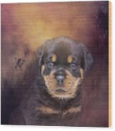 Rottweiler Puppy Portrait Wood Print