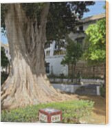 Rubber Tree - Royal Alcazar Gardens - Seville Wood Print