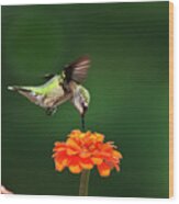 Ruby Throated Hummingbird Feeding On Orange Zinnia Flower Wood Print