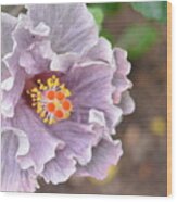 Ruffled Purple Hibiscus Wood Print