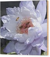 Ruffled Water Lily Wood Print