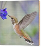 Rufous And Flower Wood Print