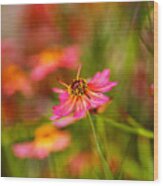 Rum Punch Plant Coreopsis Whispers Wood Print