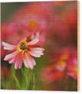 Rum Punch Plant Warmth Coreopsis Wood Print