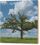 Rushford Tree On 43 - Ii Wood Print
