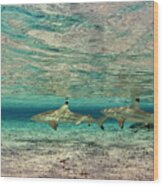 Sable Rose Sharks Wood Print