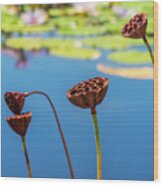 Sacred Lotus Seed Pods I Wood Print