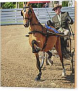 Saddlebred Carriage Horse Wood Print