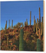Saguaro Cacti Golden Hour Wood Print