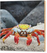 Sally Lightfoot Crab Wood Print