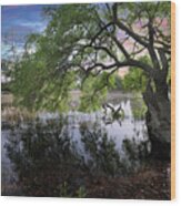 Salt Marsh - Sunset - Live Oak Tree Wood Print