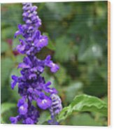 Salvia Farinacea Wood Print