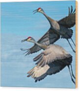 Sand Hill Cranes In Flight Wood Print
