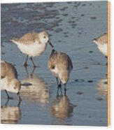 Sanderlings Birds Wood Print