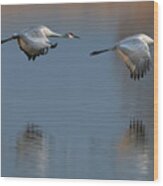 Sandhill Crane Returning Wood Print