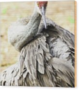 Sandhill Crane Wood Print