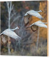 Sandhill Cranes Migration Wood Print