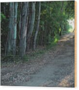 Sao Lourenco Trail In Quinta Do Lago Wood Print