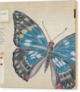 Sasakia Charonda Butterfly Wood Print