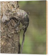 Satanic Leaf-tailed Gecko Wood Print
