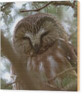 Saw Whet Owl Resting Wood Print