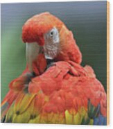 Scarlet Macaw Preening I Wood Print