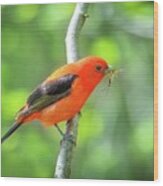 Scarlett Tanager And Prey Wood Print