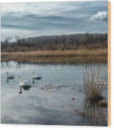 Scenic Landscape With Swan And Abandoned Meander In The National Park Danube Wetlands In Austria Wood Print
