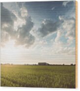 Scenic View Of Cornfield Against Sky During Sunset Wood Print