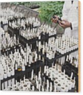 Scientist Inspecting Seedlings In A Greenhouse Wood Print