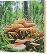 Scotland. Killiecrankie Mushrooms. Wood Print