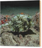 Scrawled Cowfish Wood Print