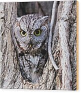Screech Owl - Target Acquired Wood Print