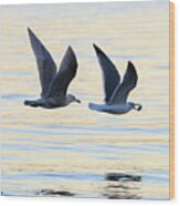 Sea Gulls Wood Print