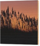 Sea Oats Silhouette Wood Print